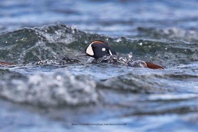 Harlequin duck - Histrionicus histrionicus