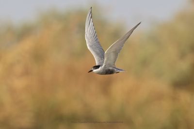 Whiskered tern - Chlidonias hybridus