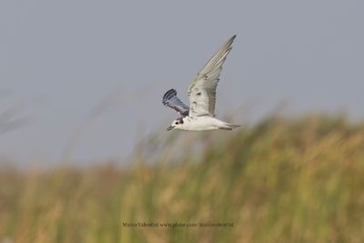 White-winged tern - Chlidonias leucoptera