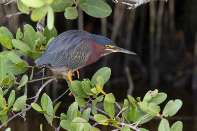 Green Heron - Butorides virescens