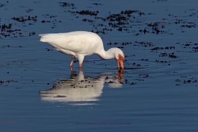 White ibis - Eudocimus albus