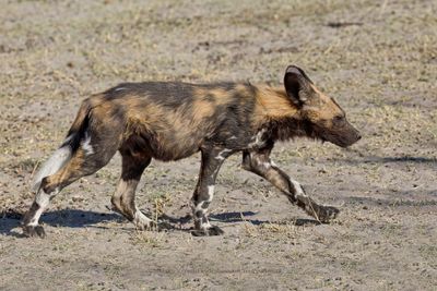 African Wild Dog - Lycaon pictus