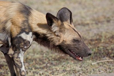 African Wild Dog - Lycaon pictus