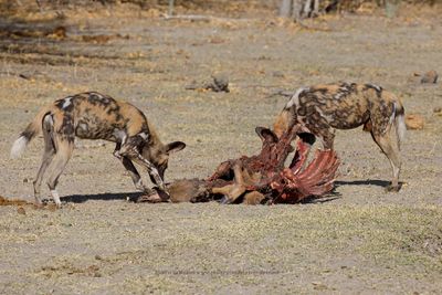African Wild Dog - Lycaon pictus