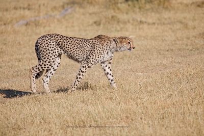 Chetaah - Acinonyx jubatus