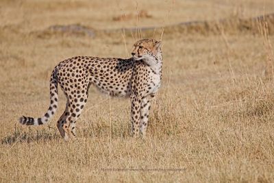 Chetaah - Acinonyx jubatus