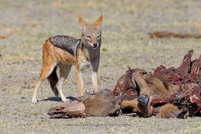 Black-backed Jackal - Canis mesomelas