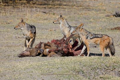 Black-backed Jackal - Canis mesomelas