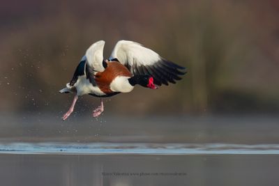 Shelduck - Tadorna tadorna