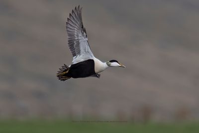 Common Eider - Somateria mollissima
