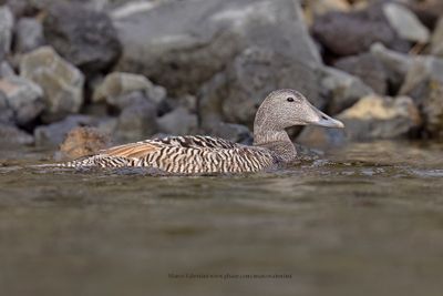 Common Eider - Somateria mollissima