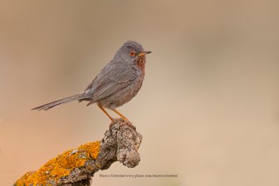 Dartford Warbler - Sylvia undata