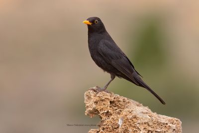 Blackbird - Turdus merula