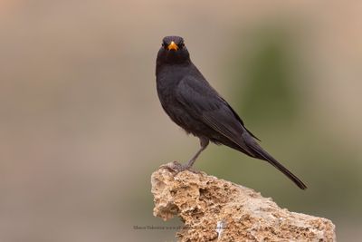 Blackbird - Turdus merula