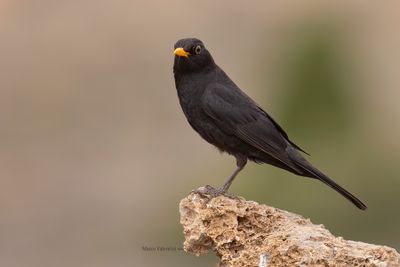 Blackbird - Turdus merula