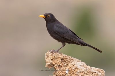 Blackbird - Turdus merula