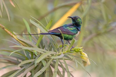 Beatiful Sunbird - Cynniris pulchella