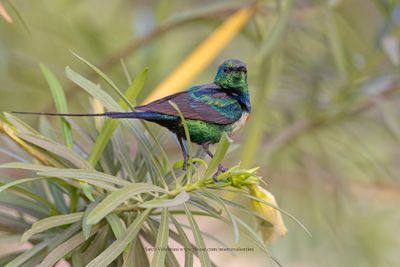 Beatiful Sunbird - Cynniris pulchella