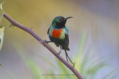 Beatiful Sunbird - Cynniris pulchella