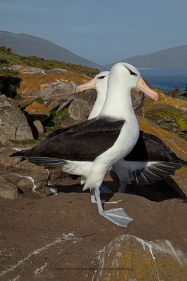 Black-browed Albatross - Thalassarche melanophris