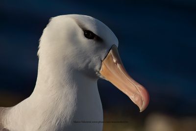 Black-browed Albatross - Thalassarche melanophris
