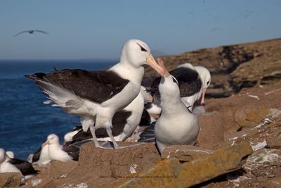 Black-browed Albatross - Thalassarche melanophris