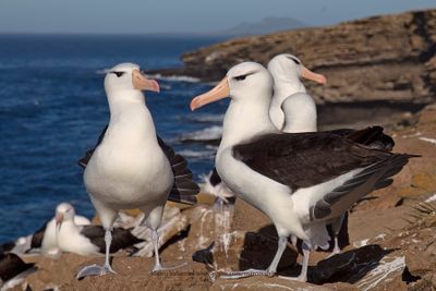 Black-browed Albatross - Thalassarche melanophris
