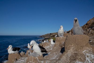 Black-browed Albatross - Thalassarche melanophris