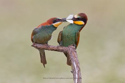 European Bee-eater - Merops apiaster