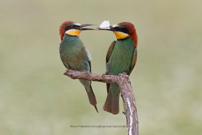 European Bee-eater - Merops apiaster