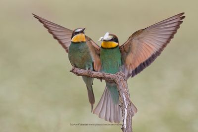 European Bee-eater - Merops apiaster
