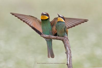 European Bee-eater - Merops apiaster