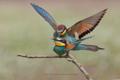 European Bee-eater - Merops apiaster