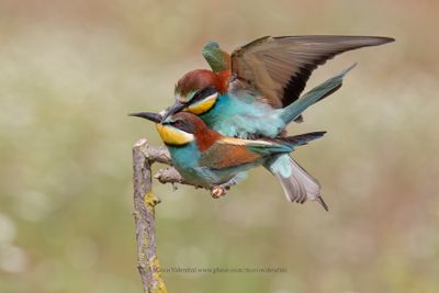 European Bee-eater - Merops apiaster