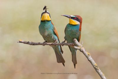 European Bee-eater - Merops apiaster