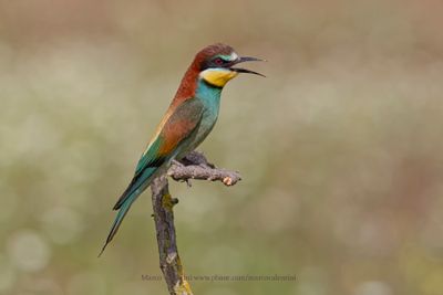 European Bee-eater - Merops apiaster