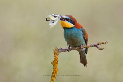European Bee-eater - Merops apiaster