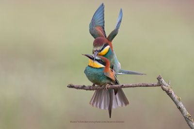 European Bee-eater - Merops apiaster