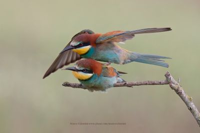 European Bee-eater - Merops apiaster