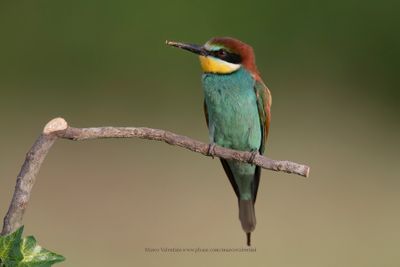European Bee-eater - Merops apiaster