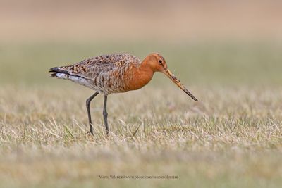 Black-tailed godwit - Limosa limosa