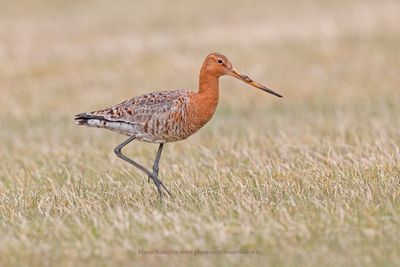 Black-tailed godwit - Limosa limosa