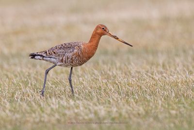 Black-tailed godwit - Limosa limosa