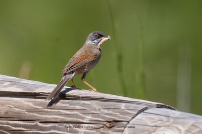 Spectacled warbler - Sylvia conspicillata