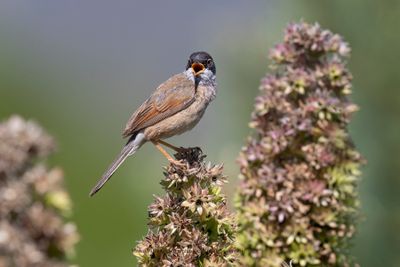 Spectacled warbler - Sylvia conspicillata