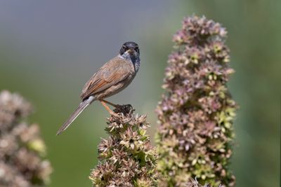 Spectacled warbler - Sylvia conspicillata
