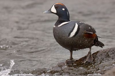 Harlequin duck - Histrionicus histrionicus