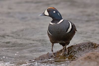 Harlequin duck - Histrionicus histrionicus