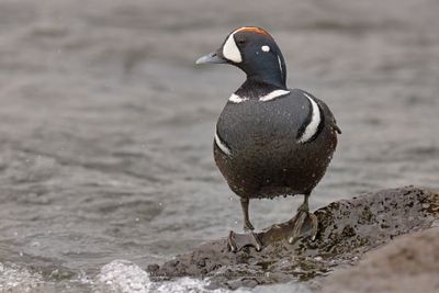 Harlequin duck - Histrionicus histrionicus