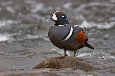 Harlequin duck - Histrionicus histrionicus